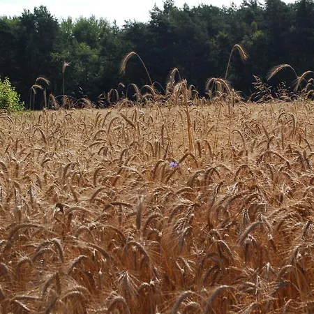 Domek Zofiowka Dostep Na Kod Exterior foto